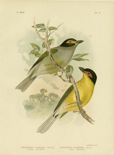 Sphecotheres del sur o Pájaro Higo Australasiano, 1891 de Gracius Broinowski